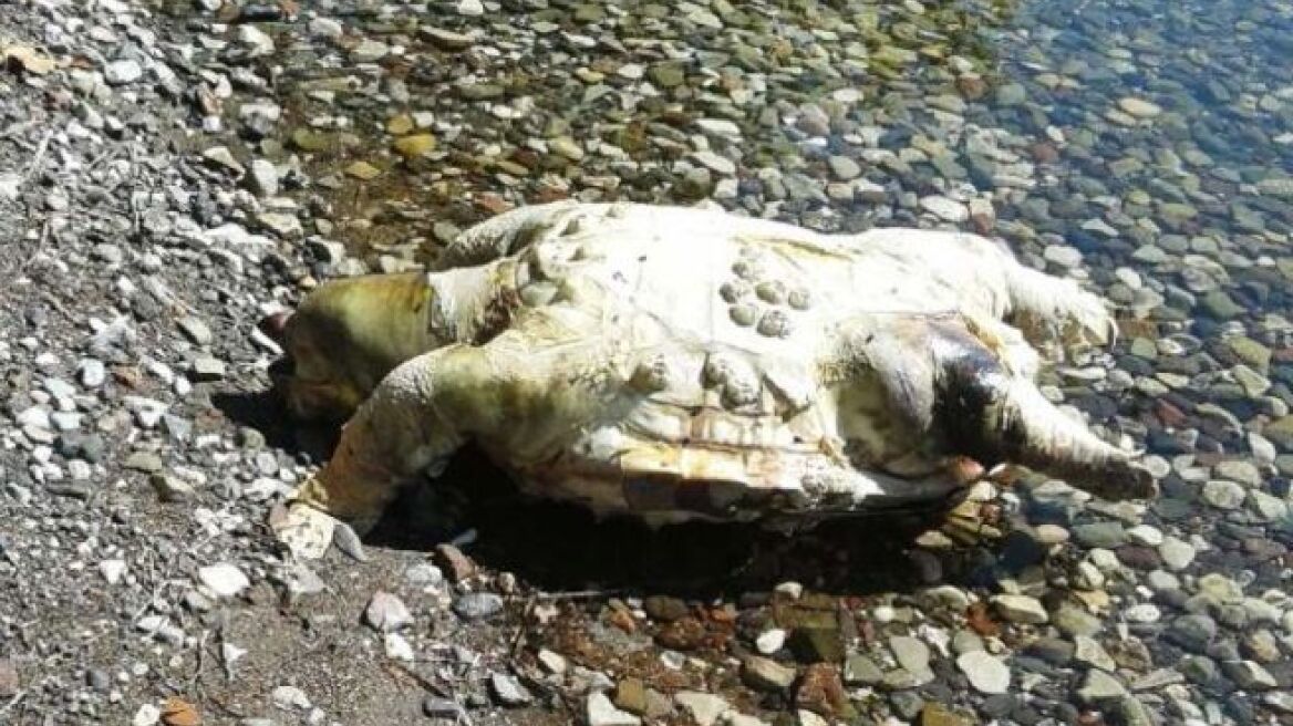 Νεκρή χελώνα εκβράστηκε στην παραλία του Πετρέ στο Ρέθυμνο