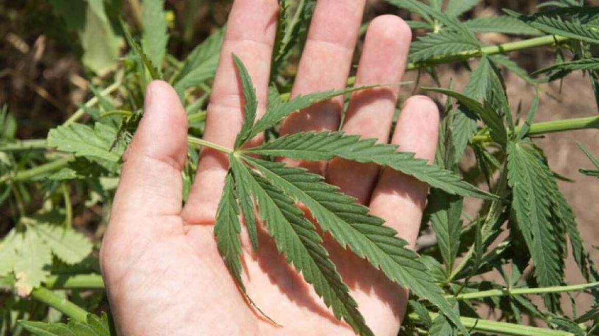 Ρέθυμνο: Σύλληψη Άγγλου για καλλιέργεια κάνναβης