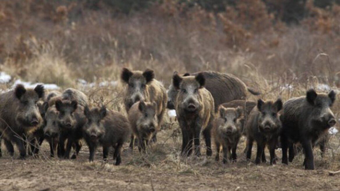 Σικελία: Του επιτέθηκαν και τον σκότωσαν αγριογούρουνα
