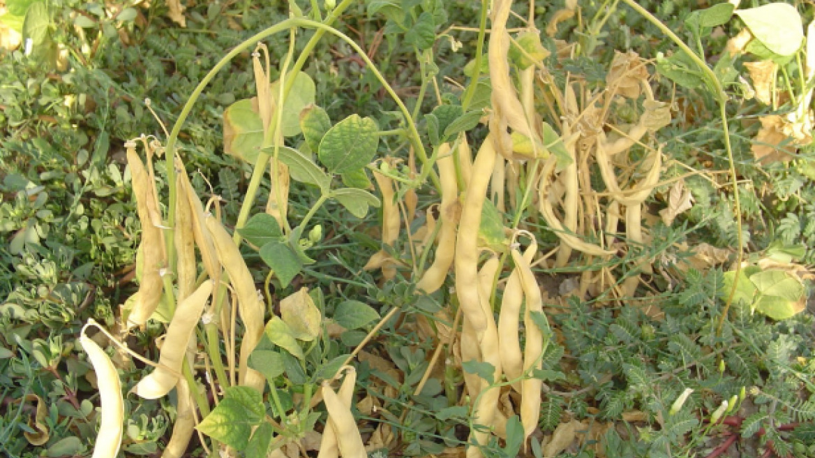 Πρέσπες: Γεωπόνοι του ΕΛΓΑ θα εκτιμήσουν τη ζημιά από τη χαλαζόπτωση 