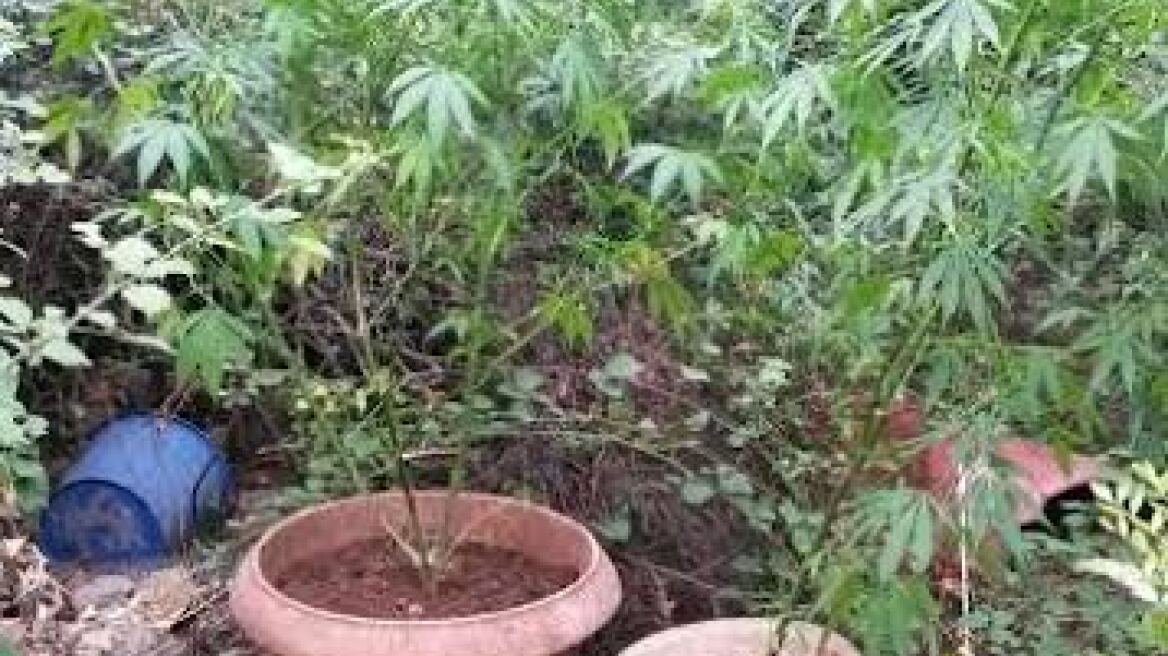Συλλήψεις για μίνι χασισοφυτείες σε Φθιώτιδα και Κιλκίς