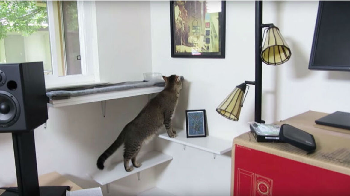 Γατο-κυνήγι εντός σπιτιού