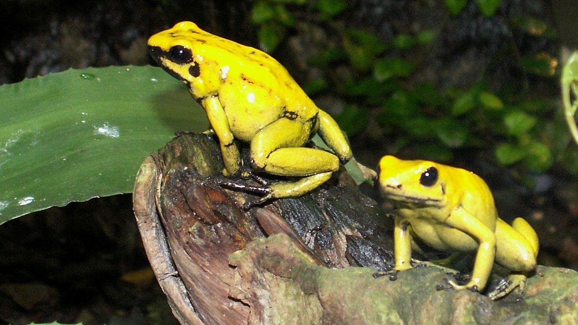 Παρασιτική ασθένεια απειλεί με εξαφάνιση τα βατράχια