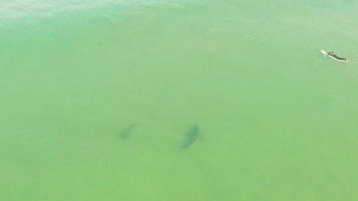 Drone έσωσε σέρφερς από καρχαρίες στην Καλιφόρνια