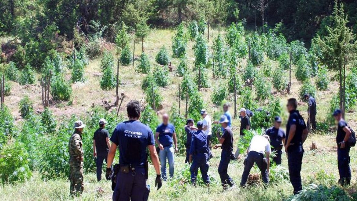 Άρτα: Πυρά χασισοκαλλιεργητή κατά αστυνομικών