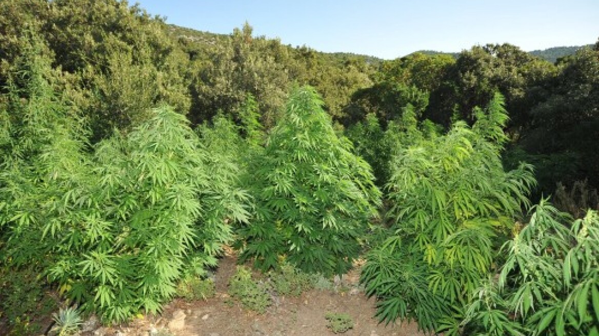 Γιαγιά παραγωγός χασίς συνελήφθη στην Καρδίτσα!