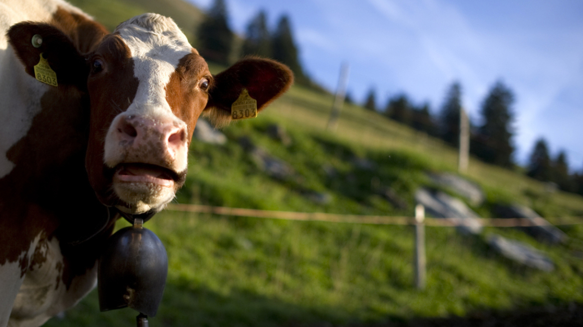 Ελβετία: Με δικαστική απόφαση αφαίρεσαν κουδούνια από αγελάδες, λόγω ηχορύπανσης