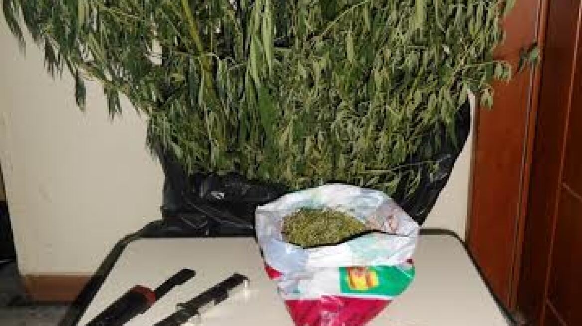 Καβάλα: Στην αυλή η χασισοφυτεία, στο σπίτι το οπλοστάσιο