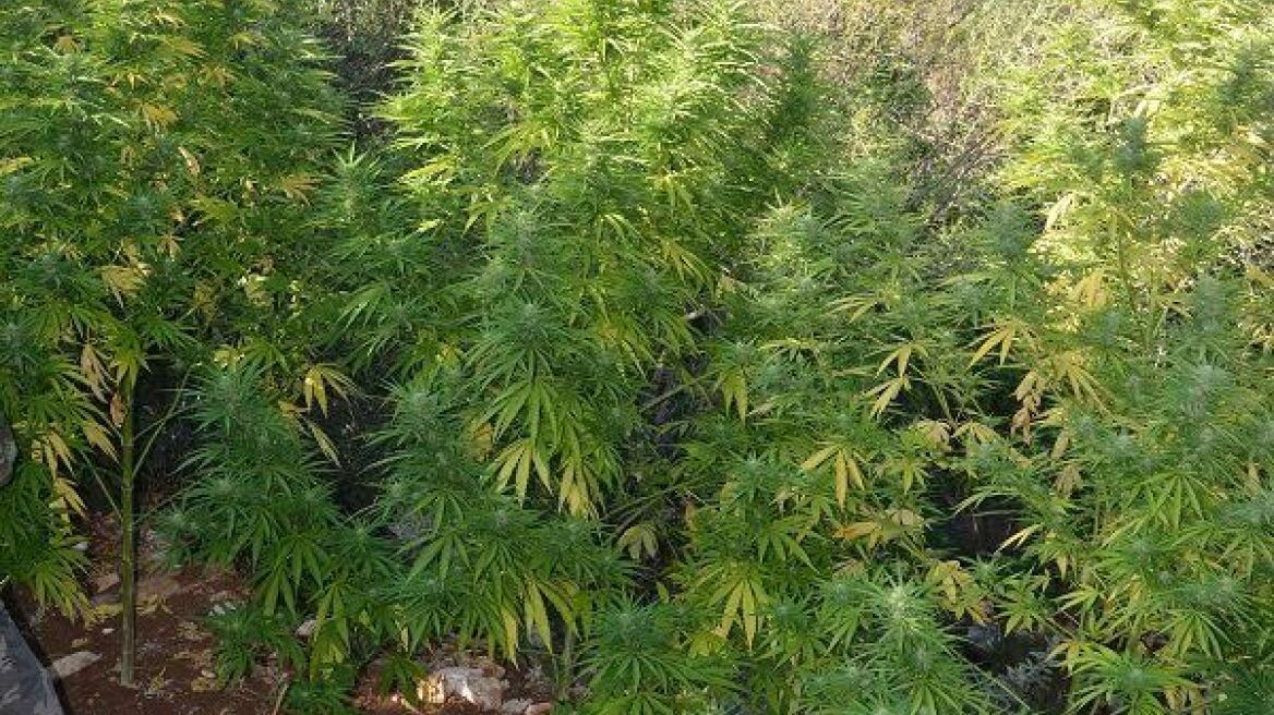 Τρεις χασισοφυτείες και δέκα κιλά χασίς στη Μεσσηνία