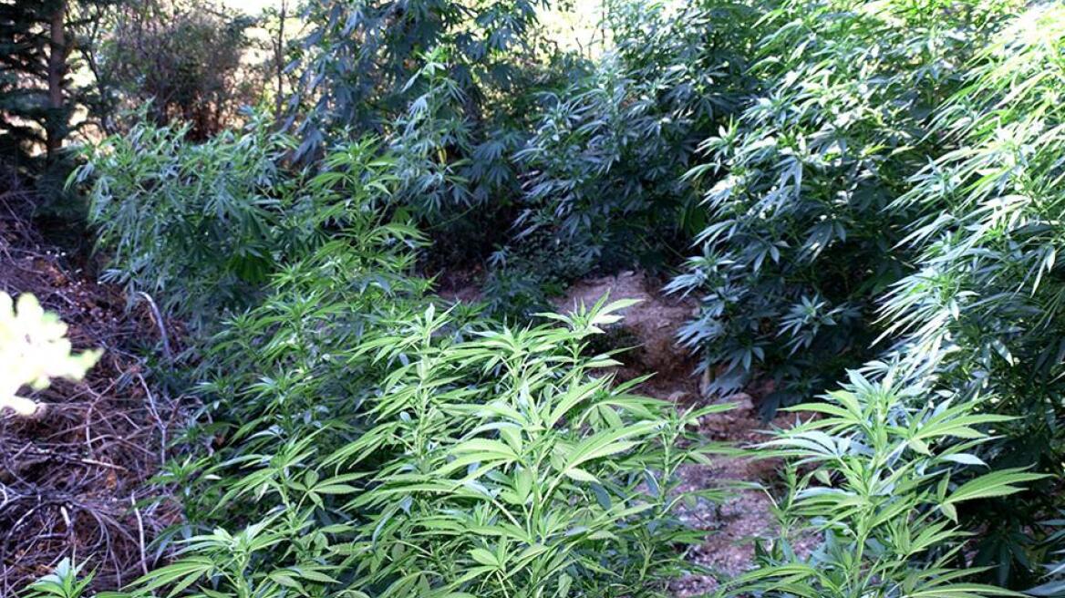 Σπάρτη: Τα εργαλεία «πρόδωσαν» τους χασισοκαλλιεργητές