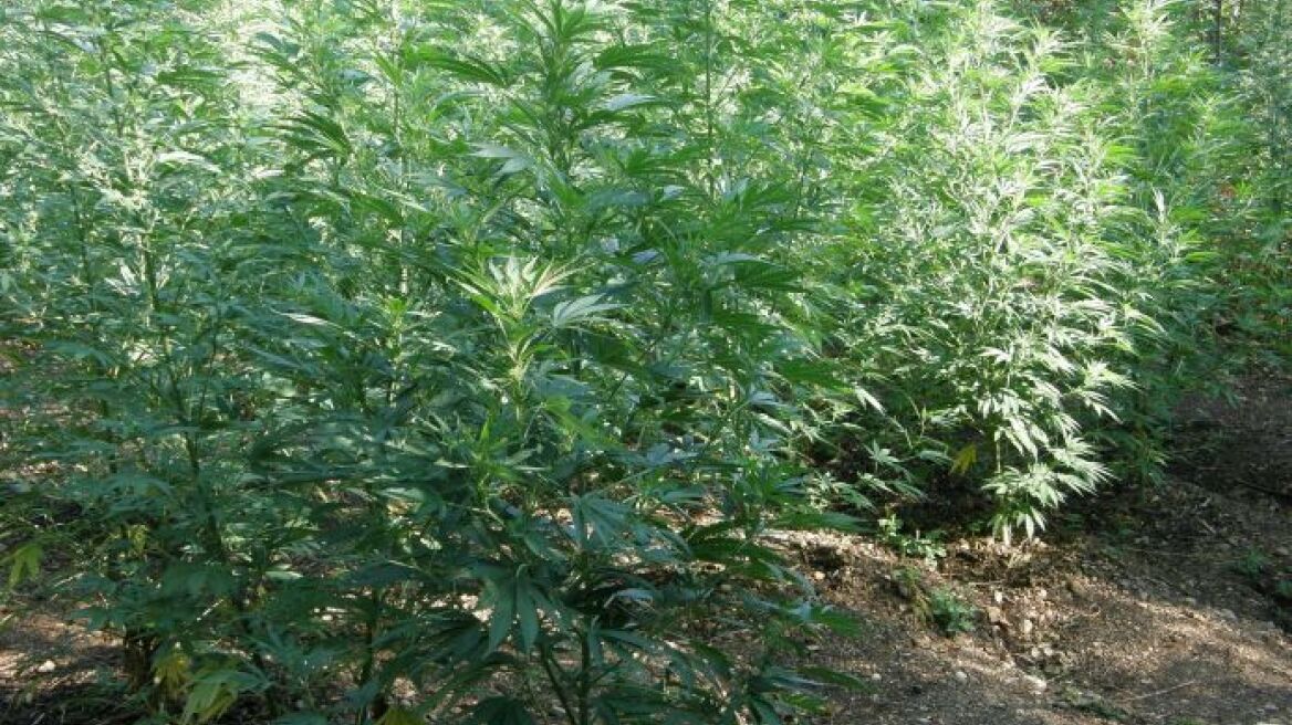 Κορινθία: Συνελήφθησαν δύο Αλβανοί για χασισοφυτεία