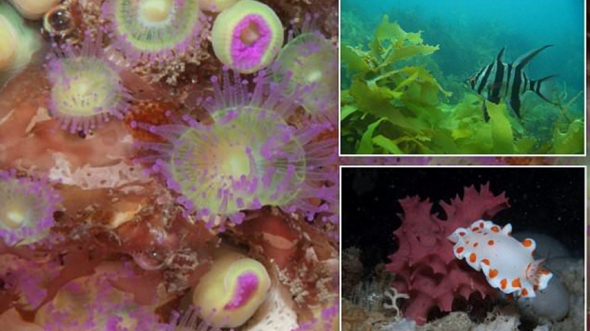 Υποβρύχιο ρομπότ αποκάλυψε εκπληκτικό κοραλλιογενή ύφαλο