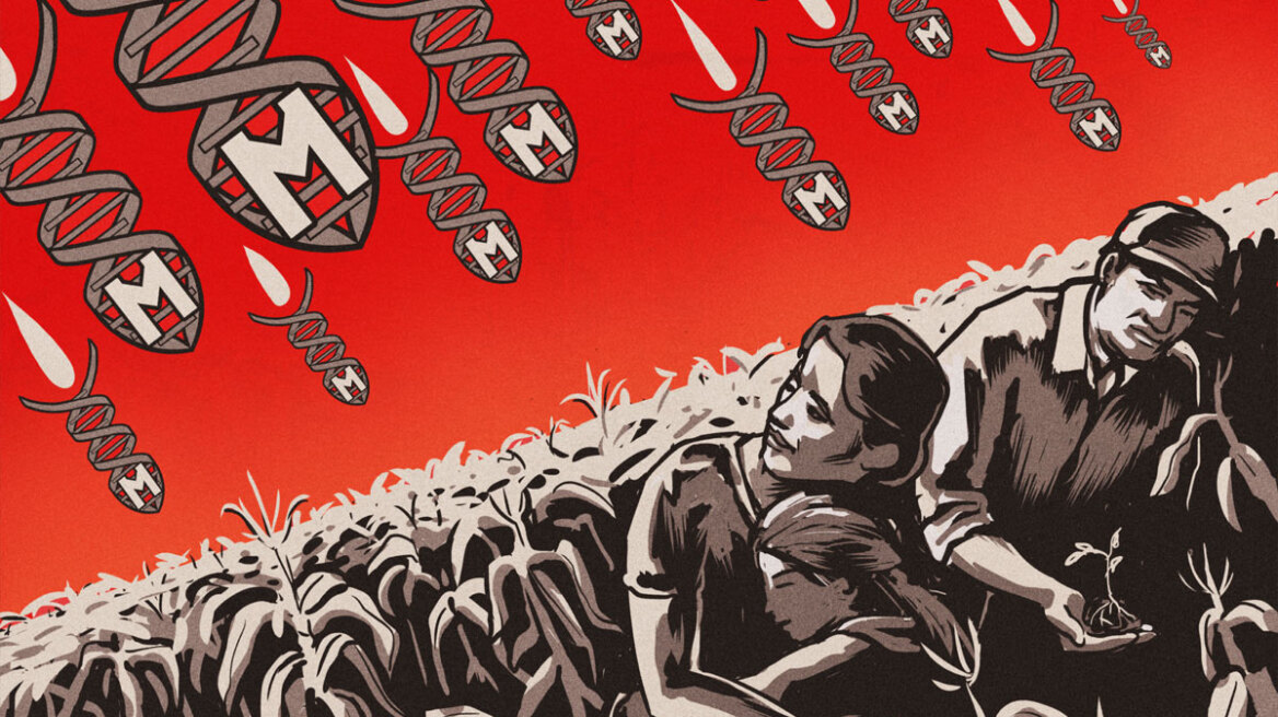 Greece and Latvia refuse GMO maize approved by the EU