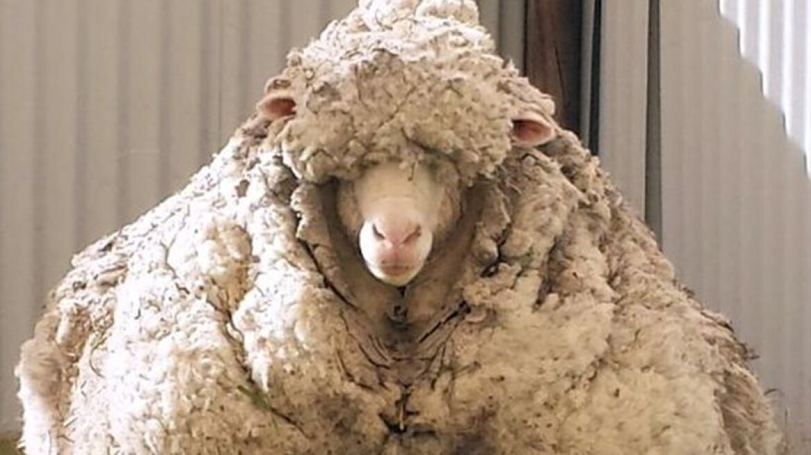 The largest sheep in the world from ‘Down Under’