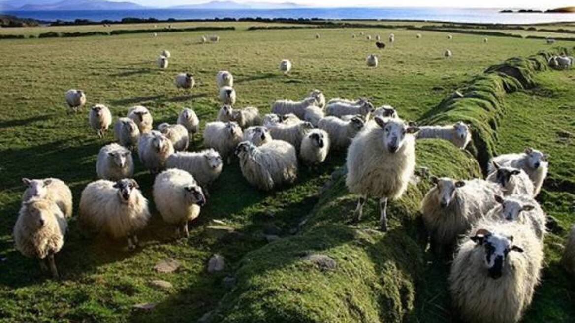 ΕΛΓΑ: Αποζημιώσεις σε 263 κτηνοτρόφους 