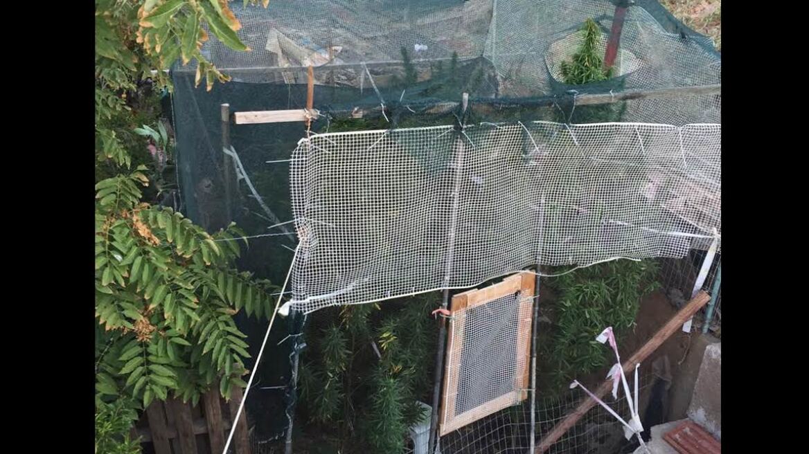 Καλλιεργούσαν χασισόδεντρα σε Κάλυμνο και Ρόδο