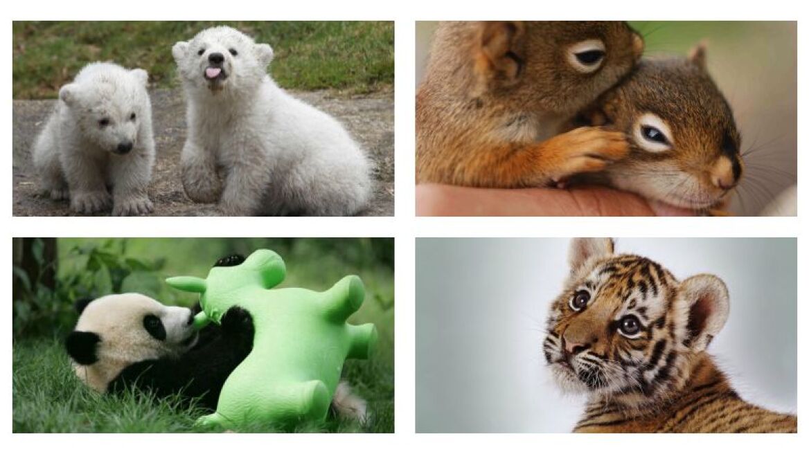 Τα πιο χαριτωμένα ζώα του πλανήτη