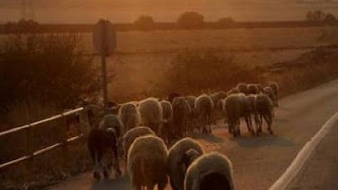 Κοζάνη: 60χρονη συγκρούστηκε με ένα... κοπάδι πρόβατα!