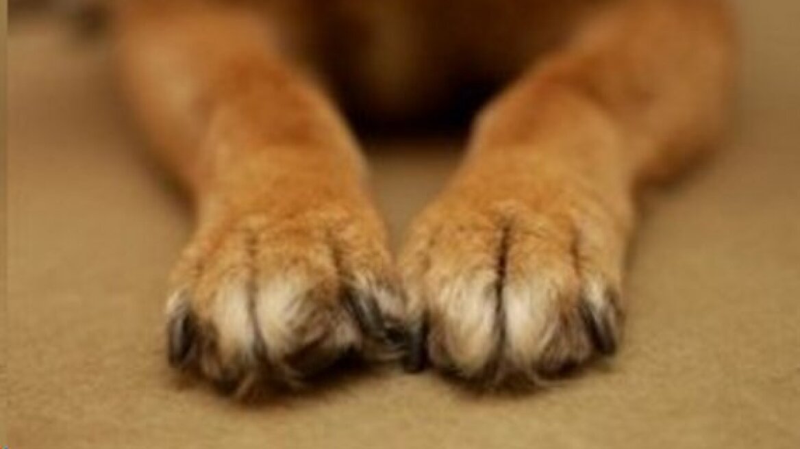 Ρόδος: Βοσκός δηλητηρίαζε και πυροβολούσε σκυλιά!