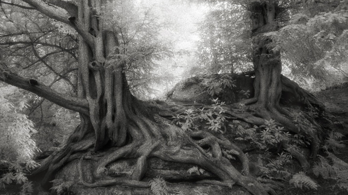 The strangest and oldest trees ever