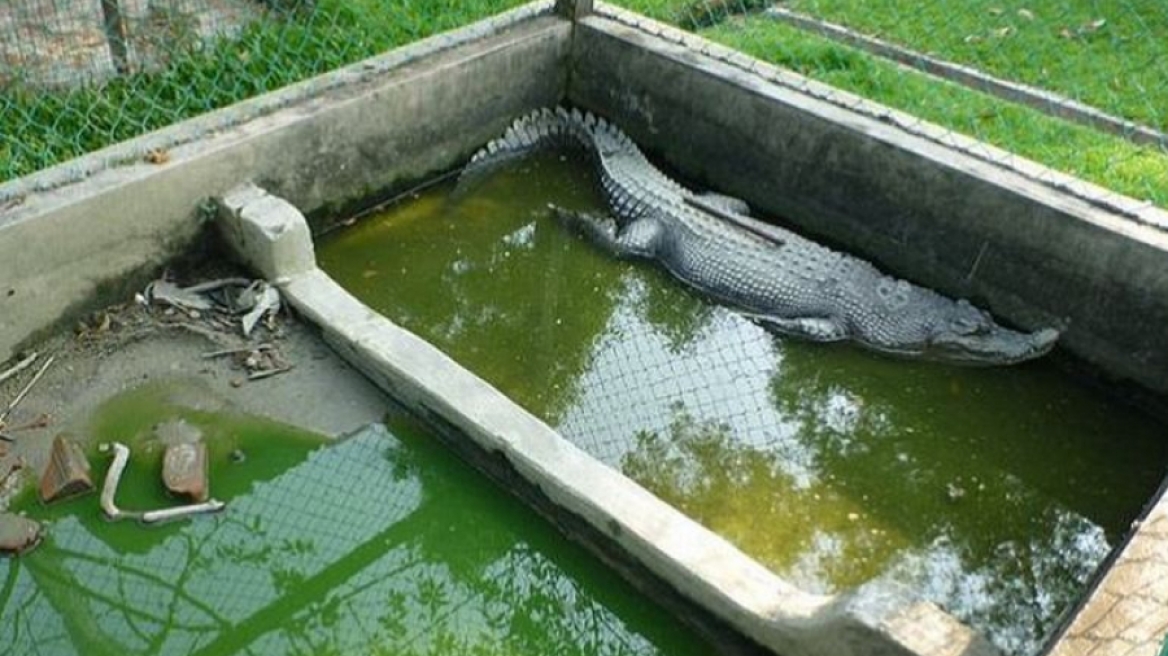 Ζωολογικός κήπος από την Κόλαση στο Βόρνεο