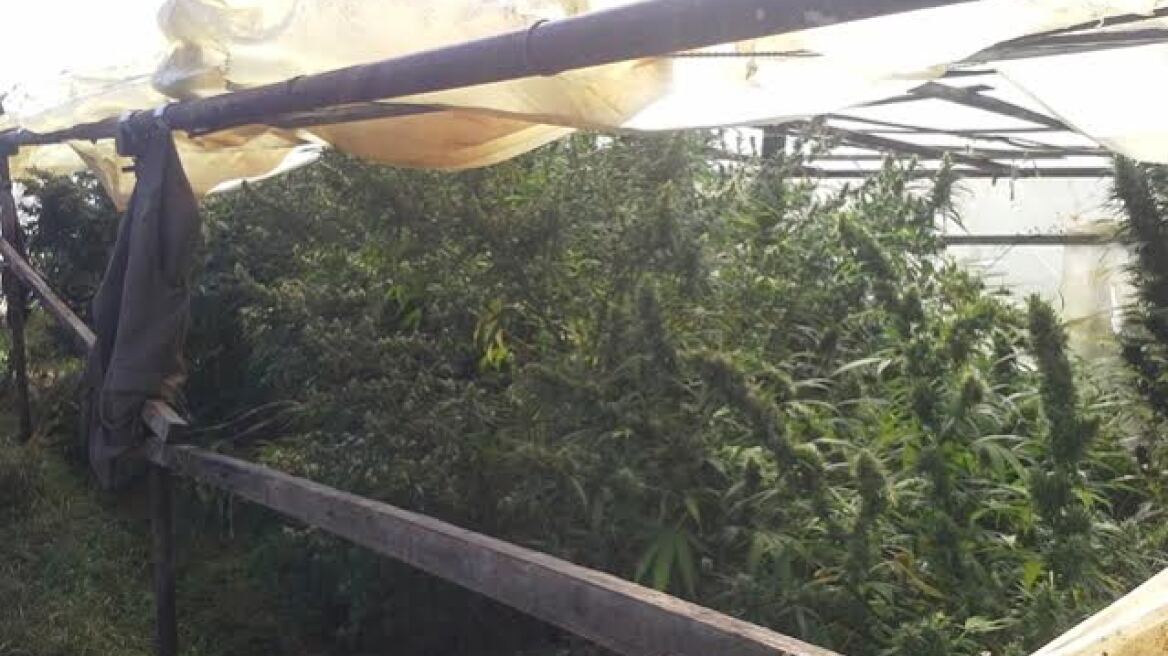 Ιωάννινα: Θερμοκήπιο έκρυβε 20 χασισόδεντρα και 20 κιλά χασίς