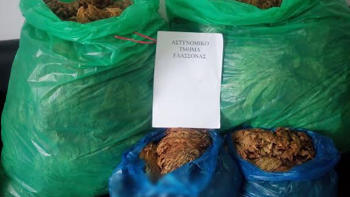 Αποθήκη με 11 κιλά λαθραίου καπνού στην Ελασσόνα
