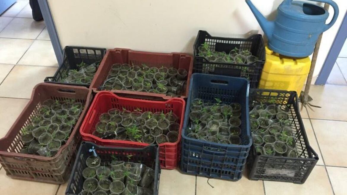 «Ορφανό» φυτώριο κάνναβης στην Πρέβεζα