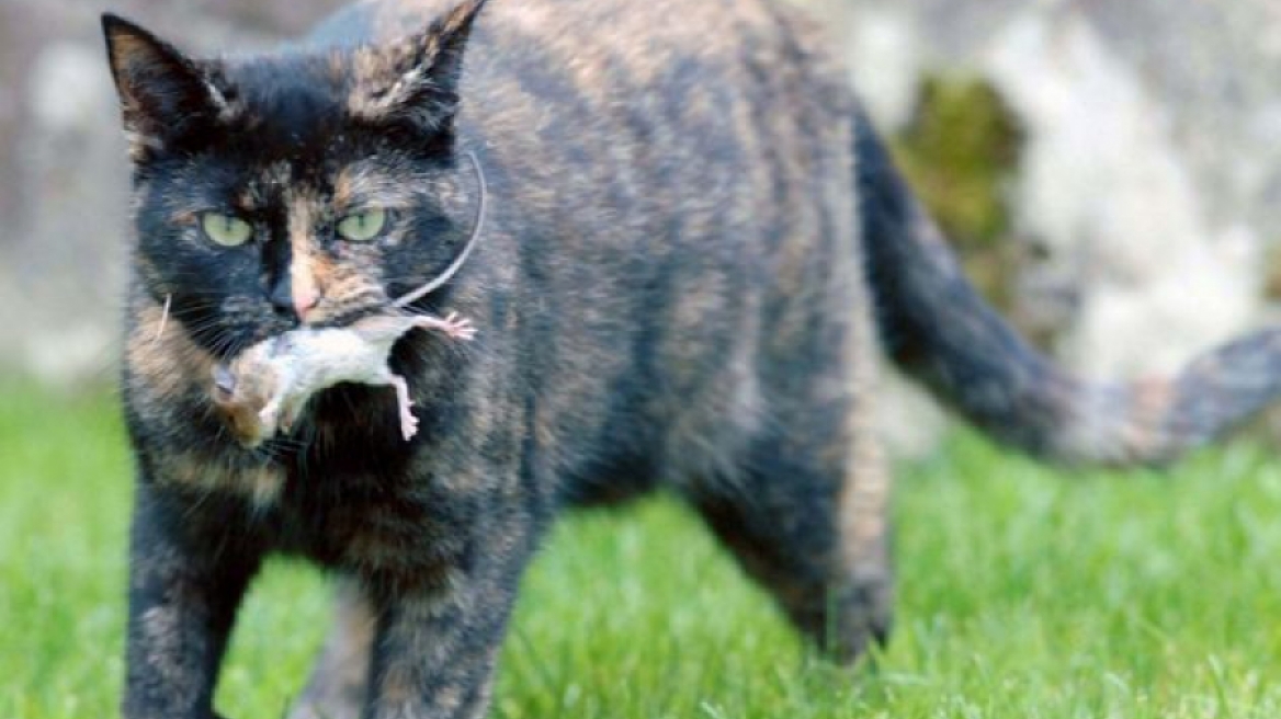 Δείτε πώς ποντίκι πείθει γάτα να μην το φάει