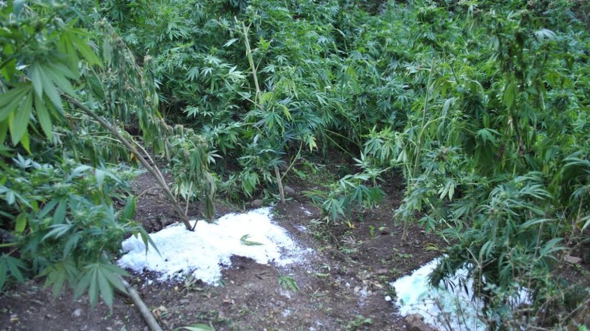 Καμένα Βούρλα: Βρήκαν χασισοφυτεία και ψάχνουν τον καλλιεργητή