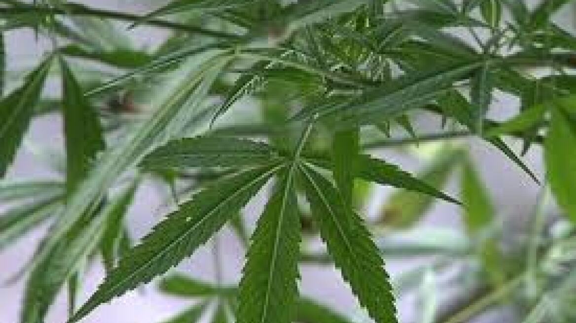 Είχε πλούσια «σοδειά» από δυο χασισόδεντρα