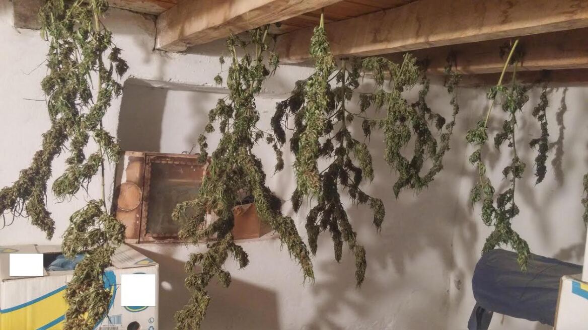 Αποξήραινε 16 χασισόδεντρα στο σπίτι του