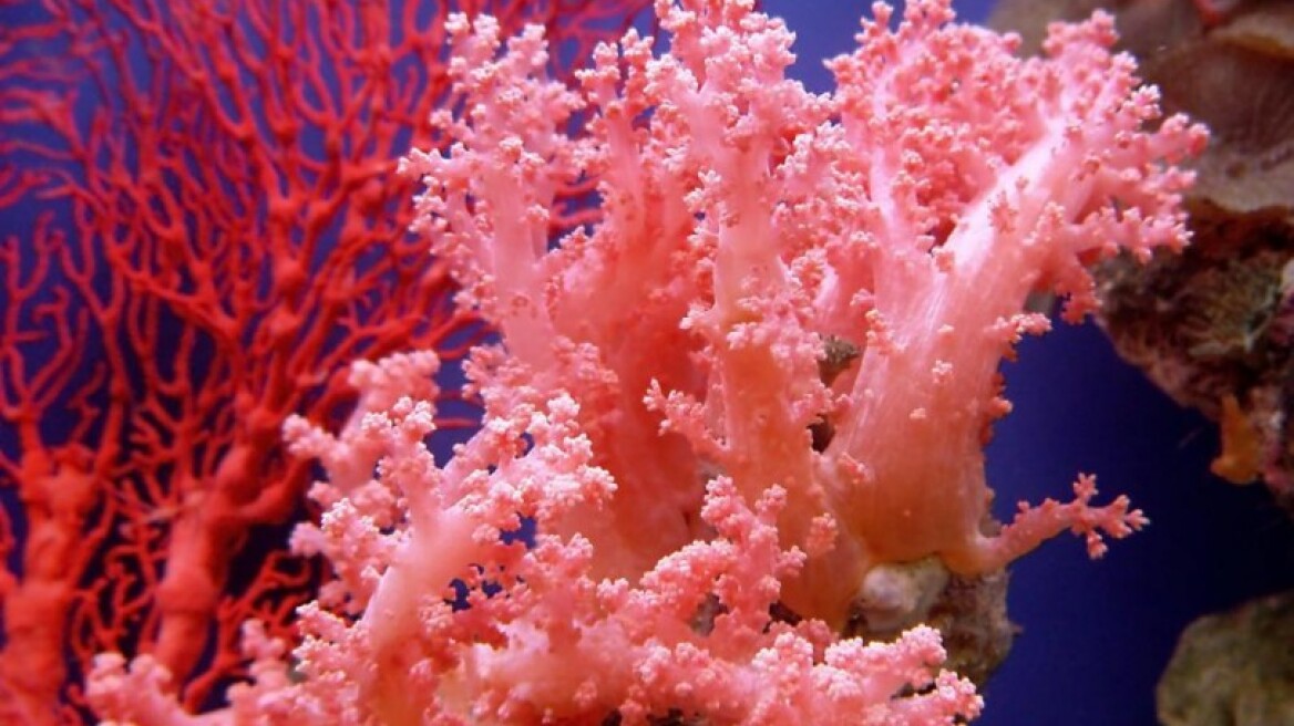 Nέα επιδημία:Τα κοράλλια χάνουν τα χρώματά τους και πεθαίνουν 