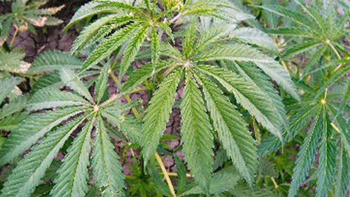 Ναύπλιο: Μια σύλληψη για κατοχή και καλλιέργεια κάνναβης