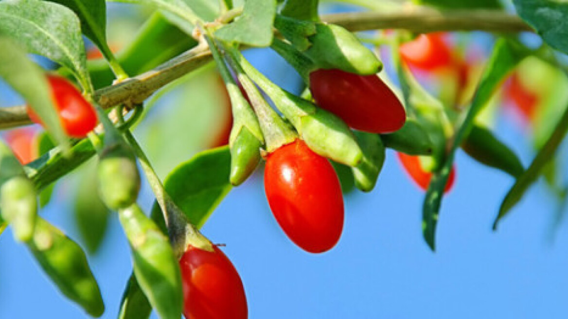 Ξέρεις τι πρέπει να τρως για να ζήσεις πάνω από… 100 χρόνια;