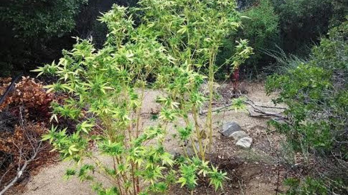 Χαλκιδική: Είχε έτοιμο για πώληση ένα κιλό χασίς από τη φυτεία του