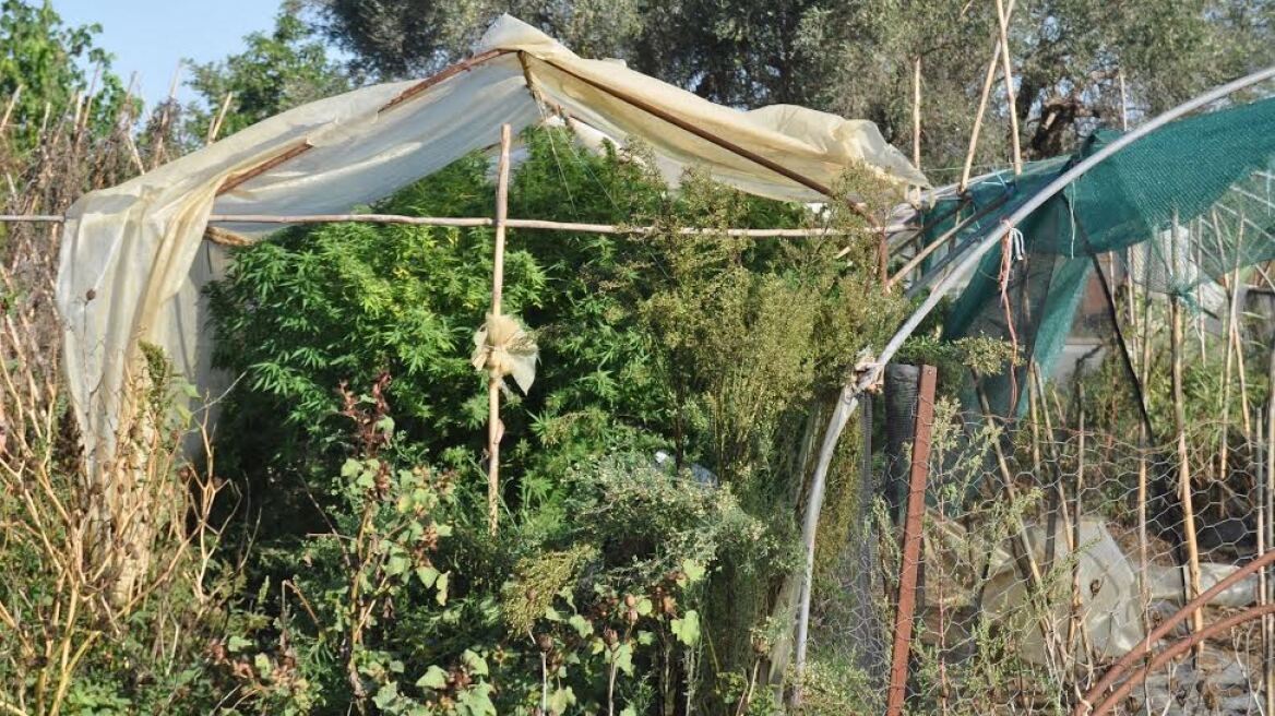 Αυτοσχέδιο θερμοκήπιο με χασισόδεντρα στην Αμαλιάδα