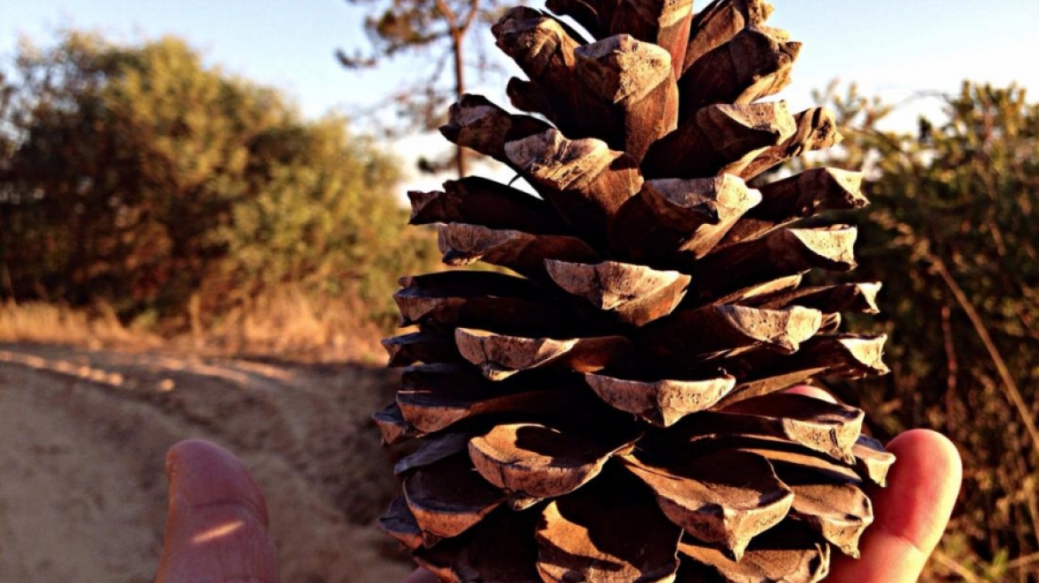 Ζητάει αποζημίωση $5 εκατ. μετά την επίθεση από... κουκουνάρι!