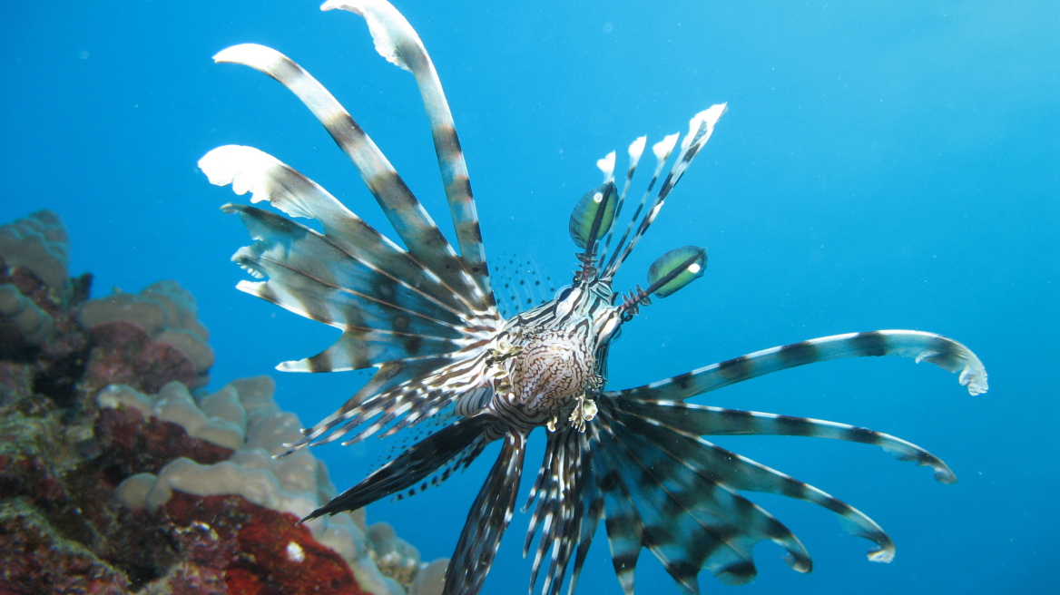 Alert: Rhodes invaded by dangerous sea creatures