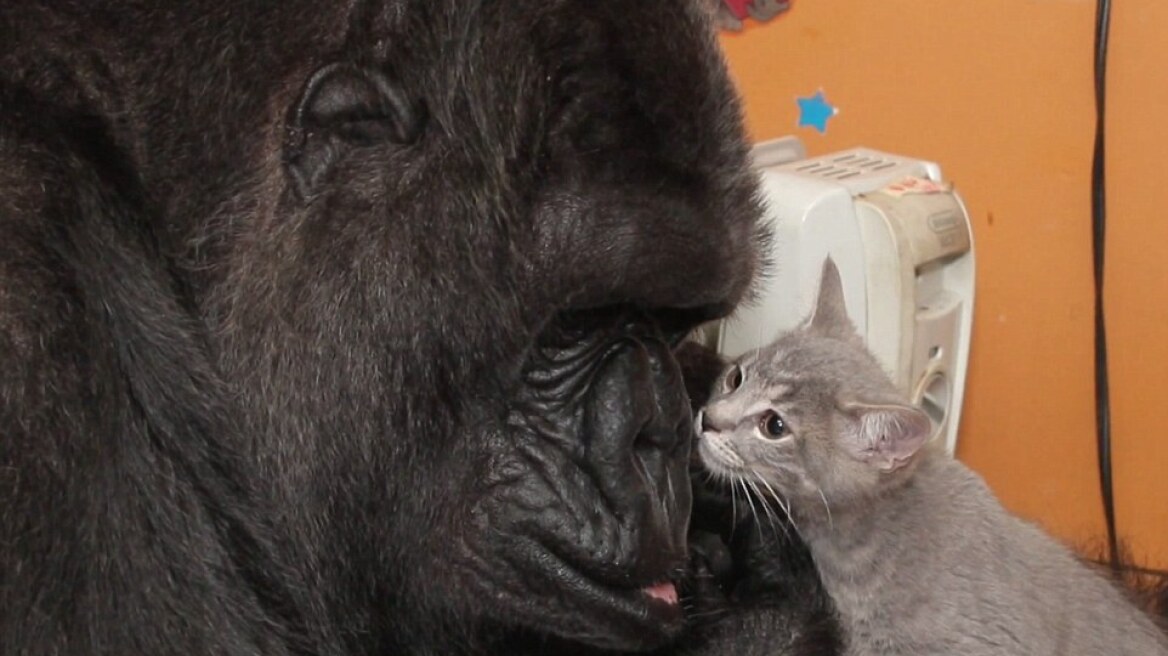 Συγκινητικό βίντεο: Δείτε τον θηλυκό γορίλα που υιοθέτησε γατάκια επειδή δεν μπορεί να γίνει μαμά