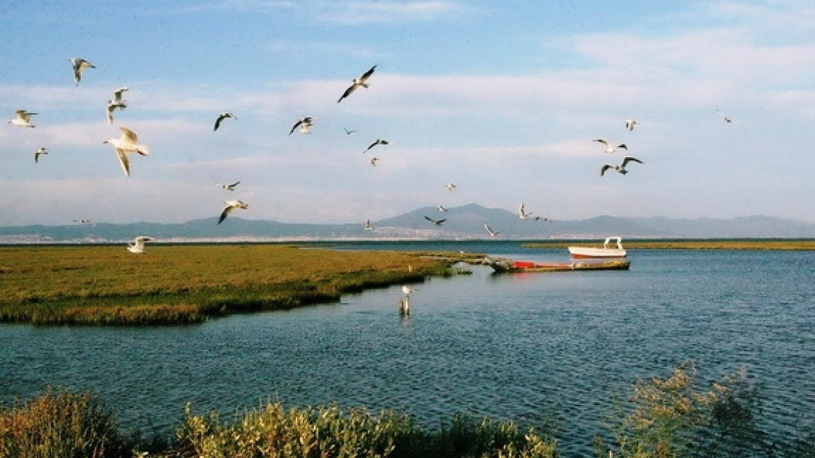 Axios Delta National Park triples its mating pairs of birds