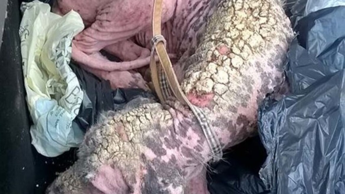 Living dead zombie dog of Saronida finally gets attention