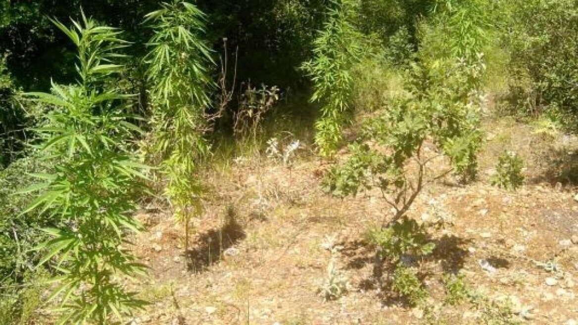 Μαζί με τη χασισοφυτεία είχε λαθραίο καπνό στο Άργος 