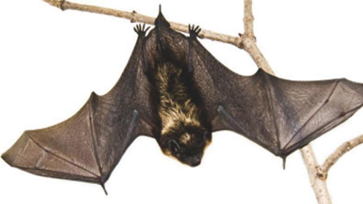 Σύμη: Κινδύνευσε δασκάλα από δάγκωμα νυχτερίδας