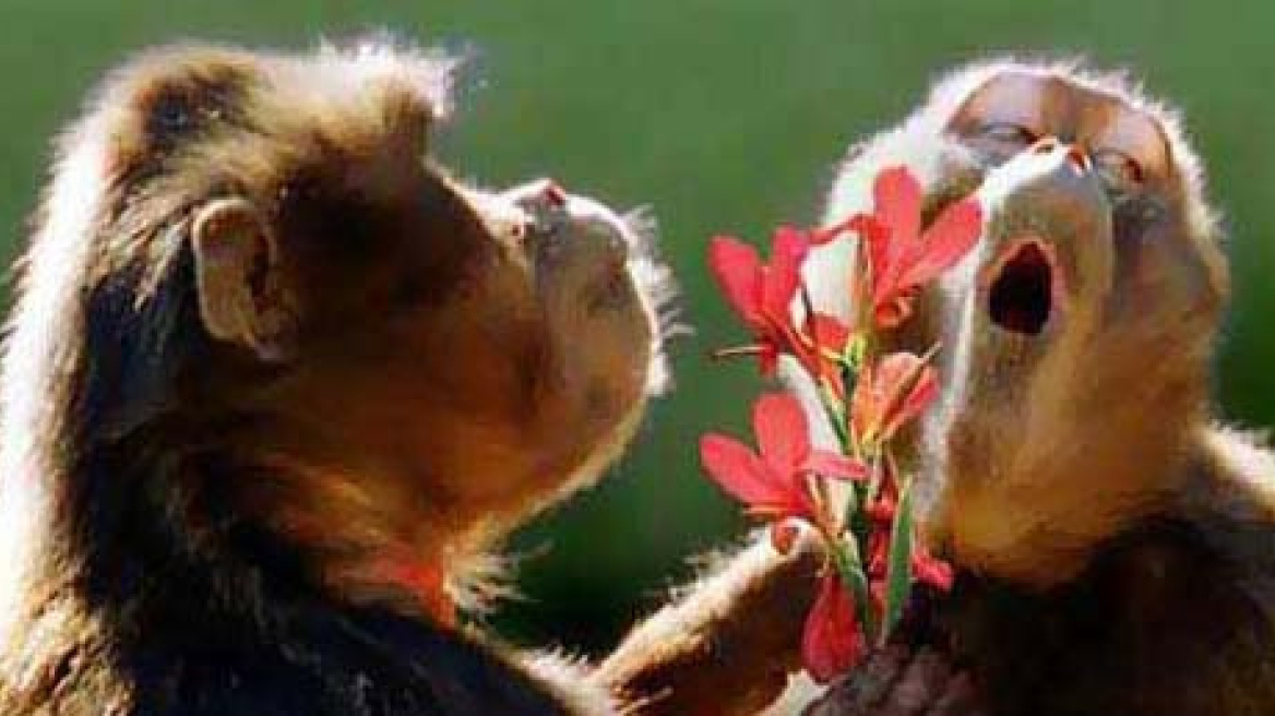 Want to live longer? If you're a baboon get a boyfriend!