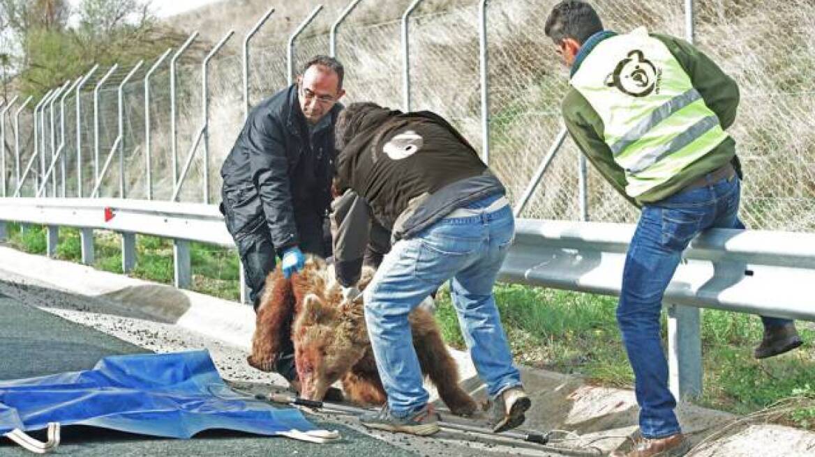 Καστοριά: Νεκρό αρκουδάκι που παρασύρθηκε από αυτοκίνητο 