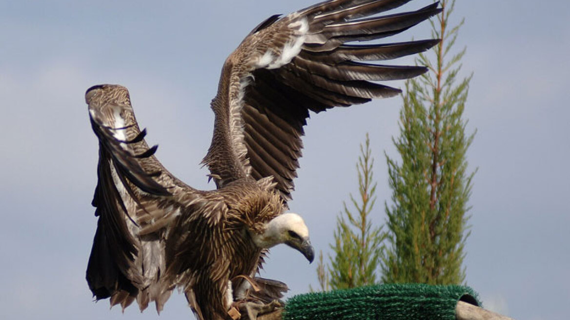 Γύπας προσγειώθηκε στην αυλή σπιτιού στην Ιεράπετρα!