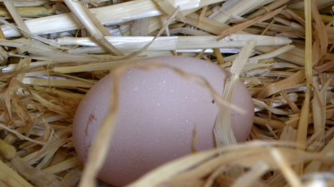 Βίντεο: Το έχετε ξαναδεί αυτό; Αβγό «γέννησε» αβγό