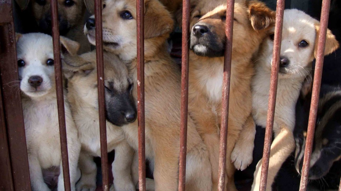 Βίντεο: Πανελλήνια καμπάνια για τη στείρωση των ζώων