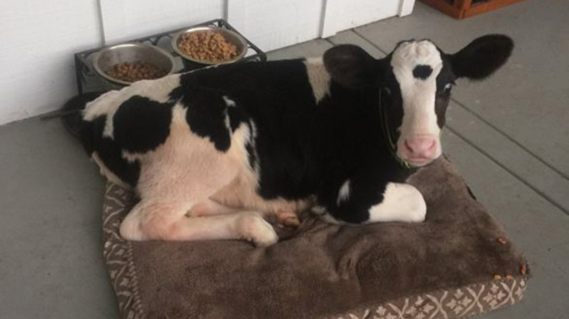 Βίντεο: Γολιάθ, η αγελάδα που πιστεύει ότι είναι... σκύλος